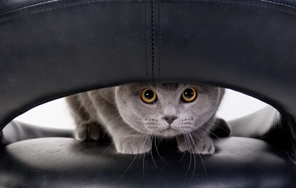 Кошка, кот, взгляд, поза, серый, кресло, кожа, стул