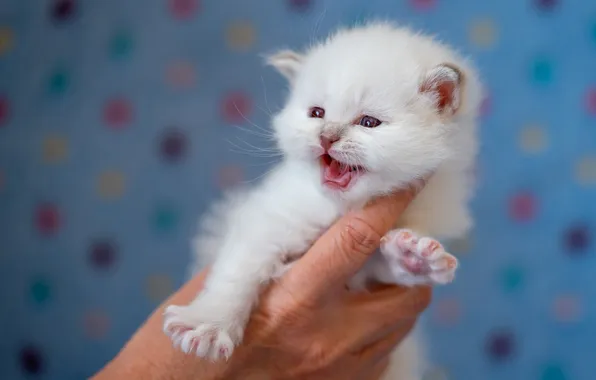 Кошка, белый, взгляд, поза, котенок, рука, лапки, малыш