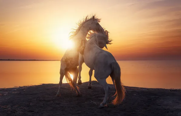 МОРЕ, ХВОСТ, РАССВЕТ, ЛОШАДИ ГРИВА, фотограф Beboy Photographies, ГГРИОНТ