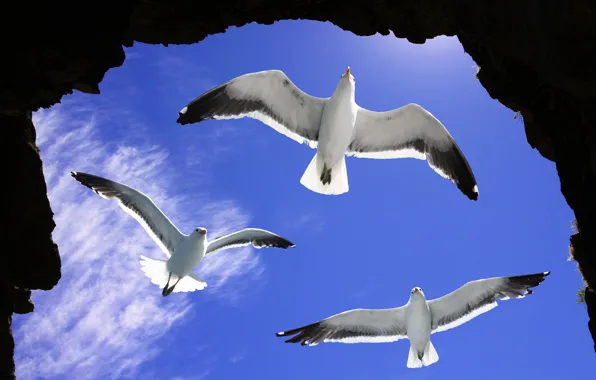 Картинка небо, солнце, облака, камни, скалы, птица, чайки