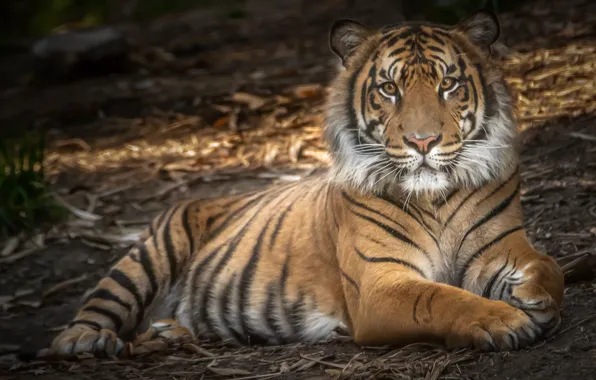 Картинка тигр, сила, хищник