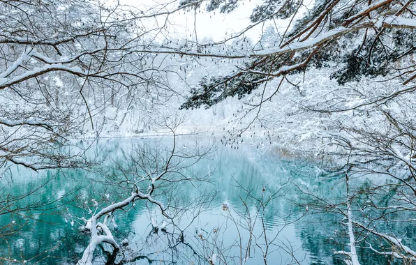 Зима, иней, лес, вода, снег, деревья, ветки, природа