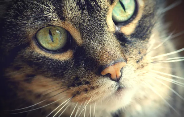 Картинка кошка, глаза, кот, усы, морда, шерсть