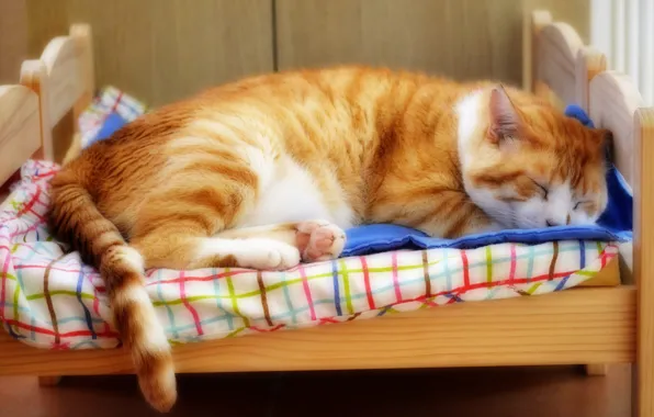Картинка кошка, кот, морда, поза, уют, фон, отдых, кровать
