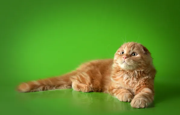 Кошка, кот, вислоухий, рыжий, лежит, зеленый фон
