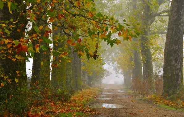 Дорога, осень, деревья, после дождя