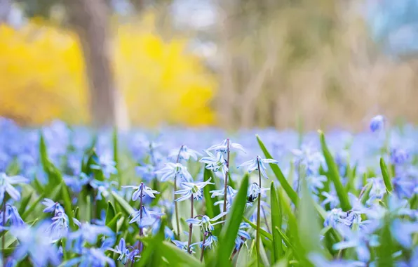 Весна, Цветок, Растение, Растения, Flower, Flowers, Color, Flora