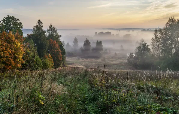 Осень, туман, утро, Александр Медведев