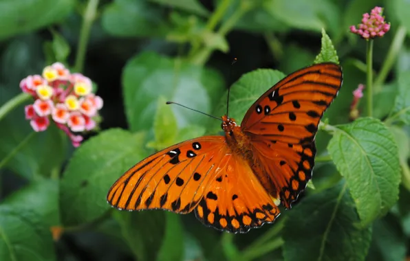 Картинка Макро, Бабочка, Macro, Butterfly, Зелёные листья, Green leaves