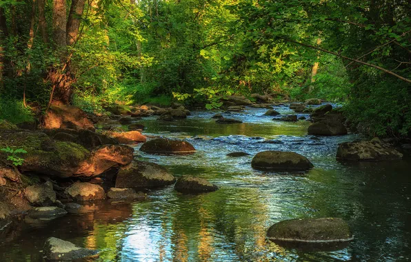 Картинка лес, река, камни