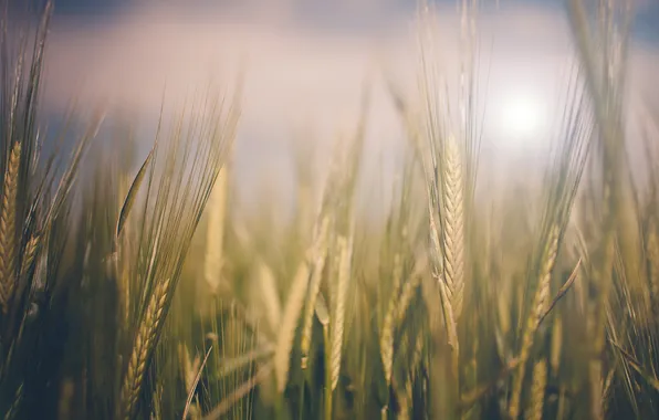 Картинка пшеница, поле, природа, колоски