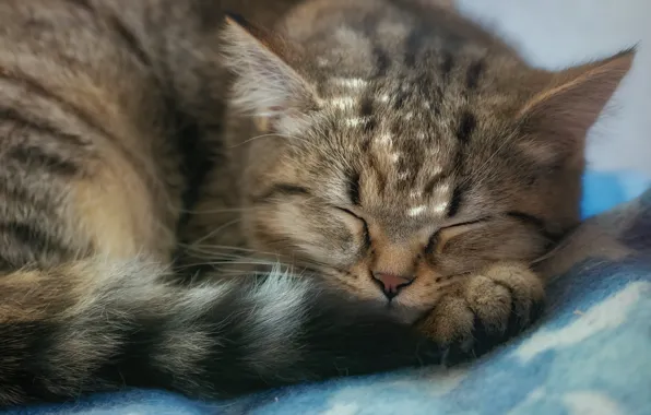 Картинка кошка, мордочка, спит