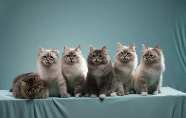 Взгляд, кошки, поза, котенок, котята, много, мордашки