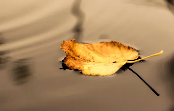 Картинка осень, вода, макро, желтый, природа, лист, тень