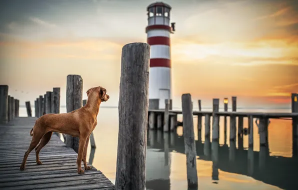 Картинка море, закат, маяк, собака