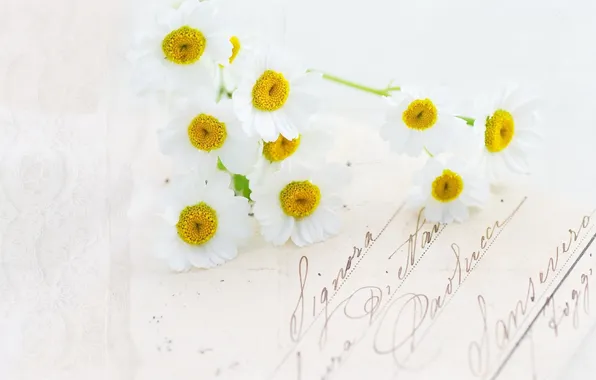 Картинка письмо, цветы, ромашки, открытка, почерк