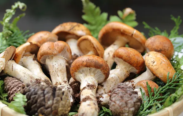 Картинка ветки, грибы, шишки, mushrooms, branches, cones