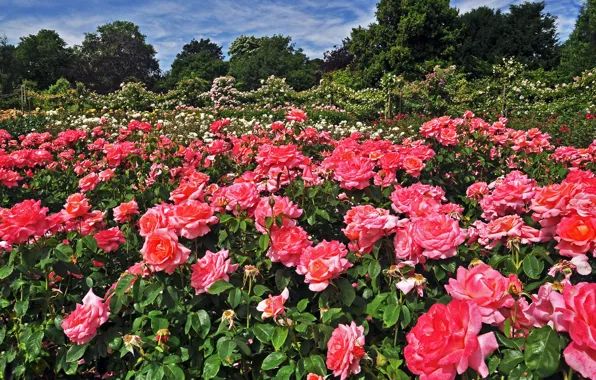 Солнце, деревья, цветы, Англия, Лондон, розы, сад, England