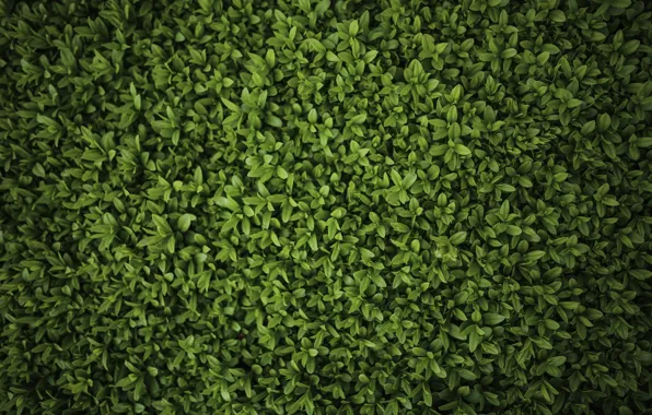 Green, Grass, leaves, drops