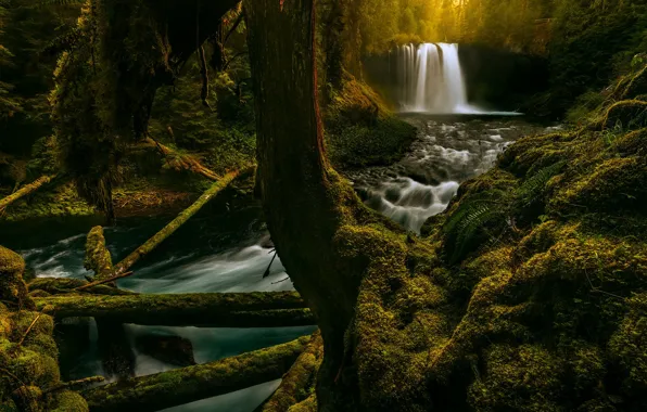 Картинка лес, река, водопад, мох, Орегон, Oregon, брёвна, McKenzie River