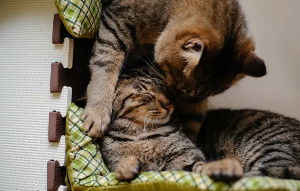 Котенок, подушки, ласка, полосатая кошка