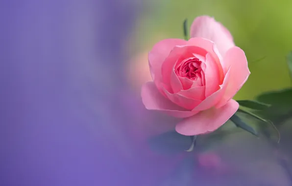 Макро, розы, лепестки, бутоны