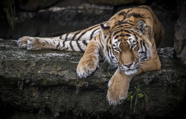 Картинка тигр, отдых, хищник