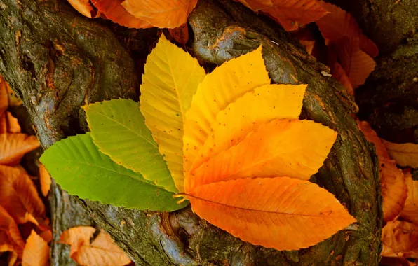 Осень, Листья, Autumn, Colors, Leaves