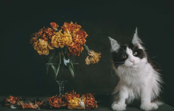 Кошка, кот, цветы, лежит