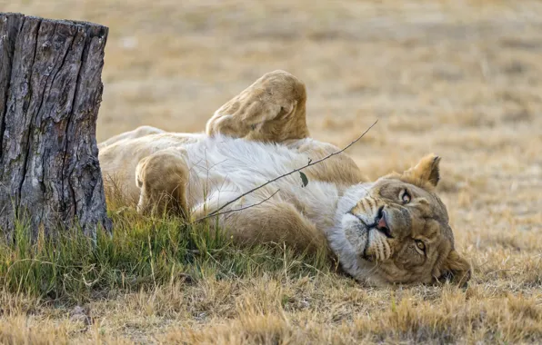 Картинка кошка, трава, отдых, пень, львица, ©Tambako The Jaguar