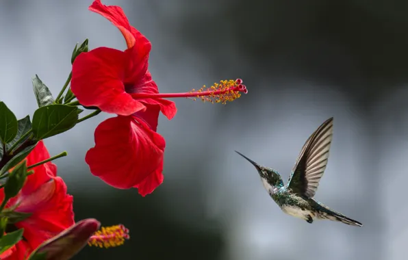 Полет, колибри, flight, красный цветок, red flower, hummingbird, small bird, маленькая птица