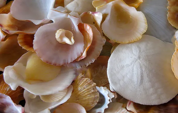 Море, берег, раковина, ракушки