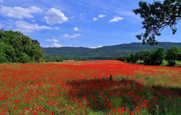 Картинка поле, небо, трава, деревья, цветы, горы, холмы, Франция