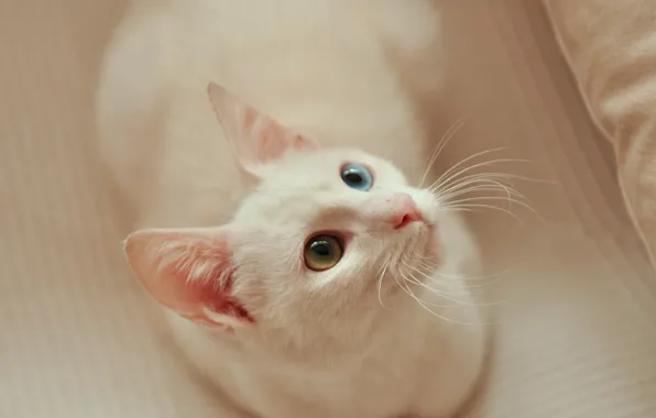 Картинка кошка, глаза, усы, шерсть, белая, разные