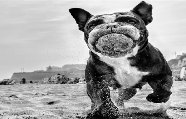 Пляж, black & white, собака, beach, dog, чёрно - белое, step by step