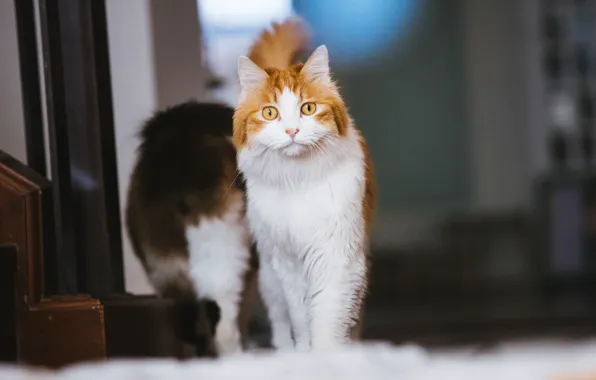 Кошка, кот, взгляд, поза, мордашка