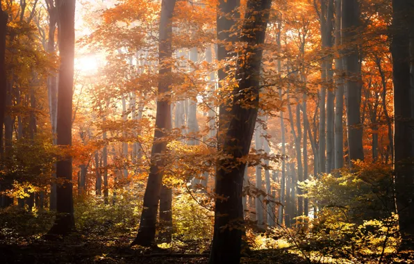 Картинка осень, лес, листья, свет, деревья, природа, листва, желтые