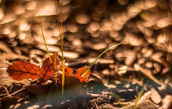 Картинка осень, листья, макро, фон, листочки, macro, боке