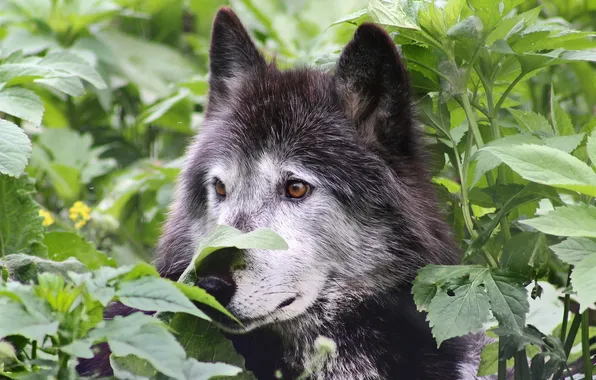Nature, snow, predator, face, animal, wolf, wolves, wildlife
