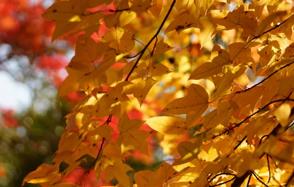 Картинка осень, листья, дерево, листва, желтые, крона
