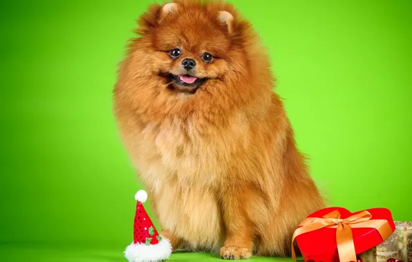 Фон, коробка, собака, бусы, шпиц