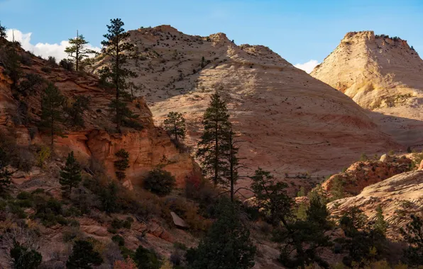 Небо, солнце, деревья, горы, камни, скалы, США, Zion National Park