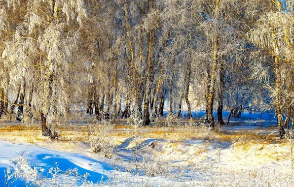 Зима, солнце, снег, деревья, Winter, Snow, Trees