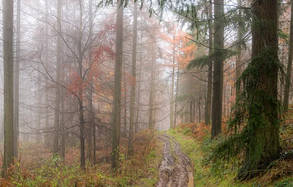 Картинка дорога, осень, лужи, сырость, лес. туман