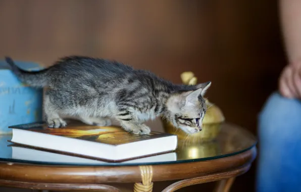 Кошка, взгляд, уют, котенок, стол, серый, мордочка, милый