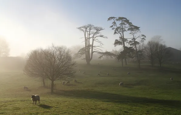 Поле, туман, овцы, утро