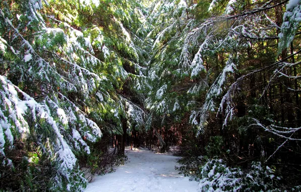 Зима, лес, снег, деревья, Канада, Ucluelet