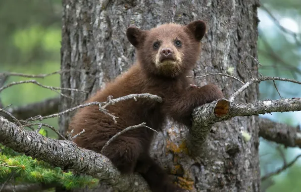 Картинка природа, дерево, медведь