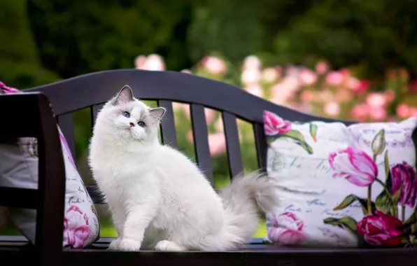 Картинка кошка, взгляд, подушка, мордашка, скамья, голубоглазая, пушистая кошка, рэгдолл