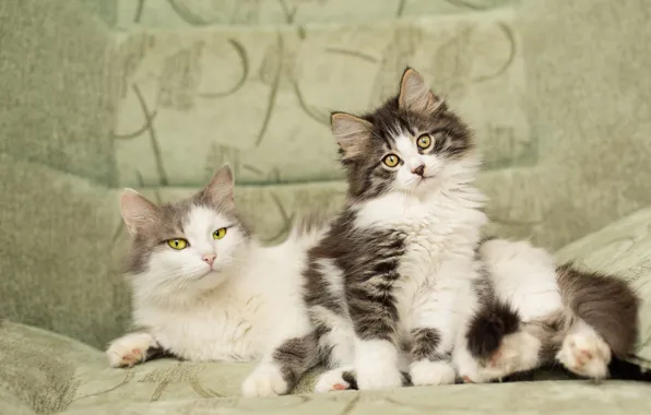 Взгляд, кошки, поза, уют, котенок, фон, диван, коты